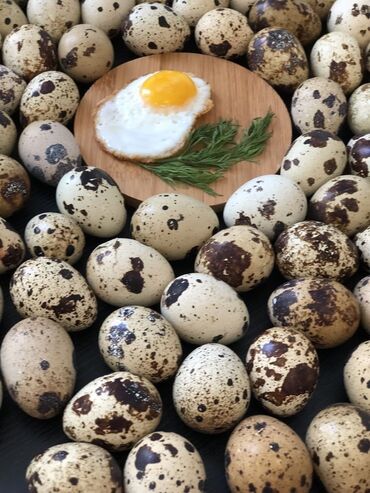 Молочные продукты и яйца: Предлагаем качественные перепелиные яйца — свежесть, польза и