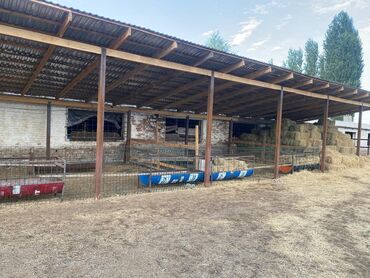 дома в селе арашан: Срочно продается кошара 40на15м. с зем участком 50 соток. красная