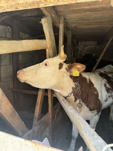 sudluk inekler satışı: Dişi, Holsteyn, Simental, il: 2, 350 kq, Damazlıq, Ətlik, Ödənişli çatdırılma