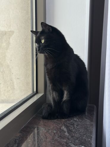 кошка британская шиншилла: 2 года, Мальчик, Кастрирована, Метис, Приучена к лотку