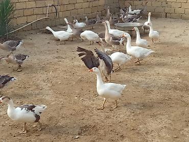 qırqovul yumurtası satışı: Salam oz qapimin heyvanlardir temz kennt mehsullari isdeyen adama — 3