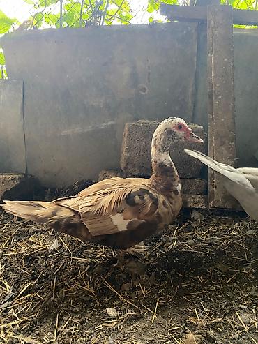 ev heyvanlarının satışı: Krasnadar qarışıq yumurtaya hazırlaşır cavan heyvandı — 1