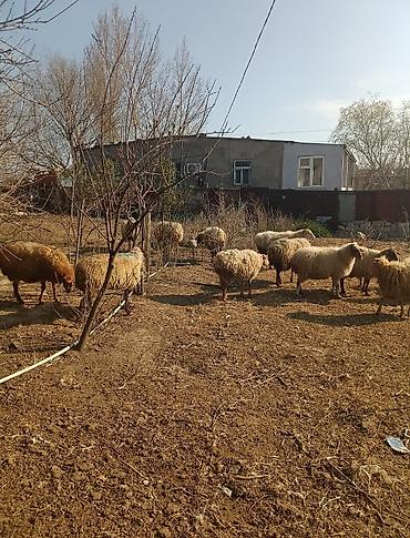 Digər kənd təsərrüfatı heyvanları: Digər kənd təsərrüfatı heyvanları — 16