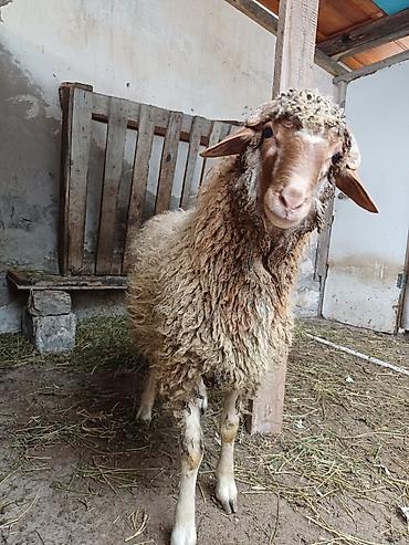 akvarium balaca: Erkək, il: 8, 44 kq, Damazlıq, Ödənişli çatdırılma — 10