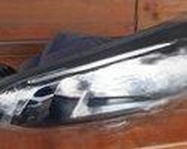 Glave motora: PREDNJI FAROVI RESTAJLING ZA FORD FOCUS OD 2008. DO 2010. GOD. | — 22