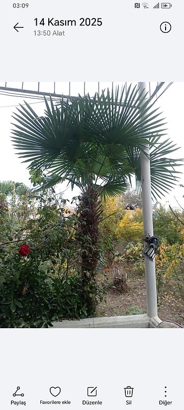 Ağaclar: Təsvir: - Nadir dekorativ xurma ağacları (Trachycarpus tipli, yelpik — 8