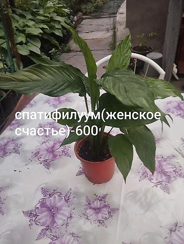Другие комнатные растения: Комнатные растения 1) Сансевиерия (сансевьера, «тещин язык») - — 6