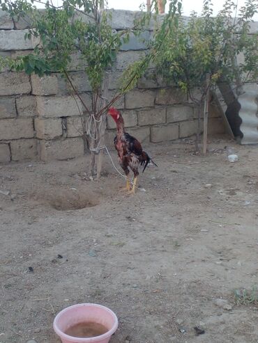 Xoruzlar: Xoruz, il: 1, Ünvandan götürmə — 3