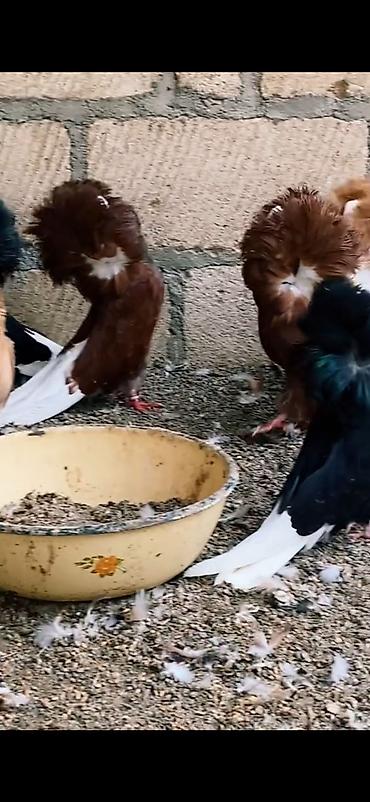 pavlin goyercin: Ağ və ağ-qara naxışlı fancy göyərçinlər (cütlük və fərdlər). - Növ — 7