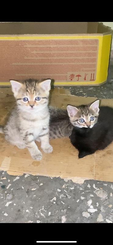 котятк: ИЩИМ ДОМ КОТЯТКАМ ❗️‼️ Котята, тигровые окрасы и один чёрный. Возраст — 1