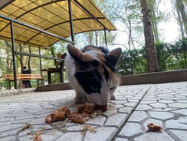 взять кошку бесплатно: Девочка