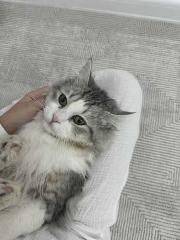 купить клетку для декоративного кролика бу: Кошка даром: Беспородная, 1 год, Мальчик, Приучена к лотку, Проглистована