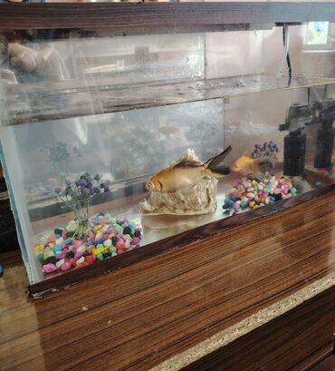 İtlər: Dördbucaq akvarium, Balıqlarla birlikdə, 50 l