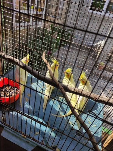 Tutuquşları: Korella 40-70 azn əl quslari bala hazir quslar tutuqusu quslar papuqay — 5