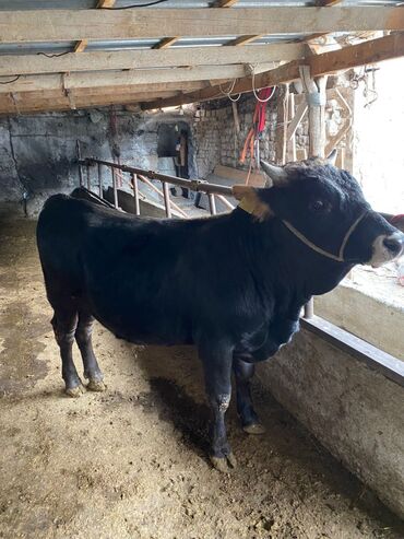 ахатина купить: Срочно продам 
0705419296