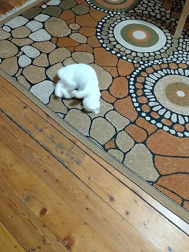 Pişiklər: Dişi, Yaxşı əllərə — 10