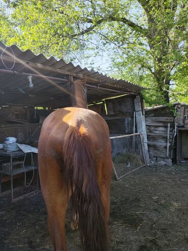 откормленные лошади: Продаю | Конь (самец), Жеребец | Для разведения, Конный спорт | Осеменитель