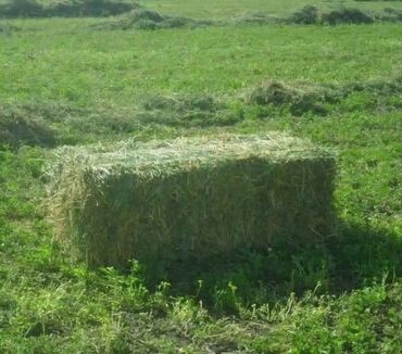 на ферме есть куры козлы и коровы: Продаю клевер с поля, 2 укос. Хорошие, плотные тюки. Есть в наличии
