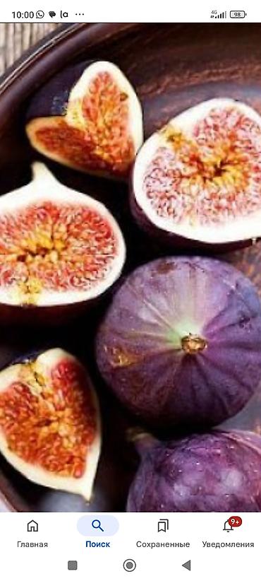 Фрукты и ягоды: Саженцы всех видов — питомник плодово-ягодных культур. Большой — 20