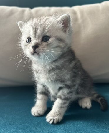 Pişiklər: Şotland, Erkək — 9