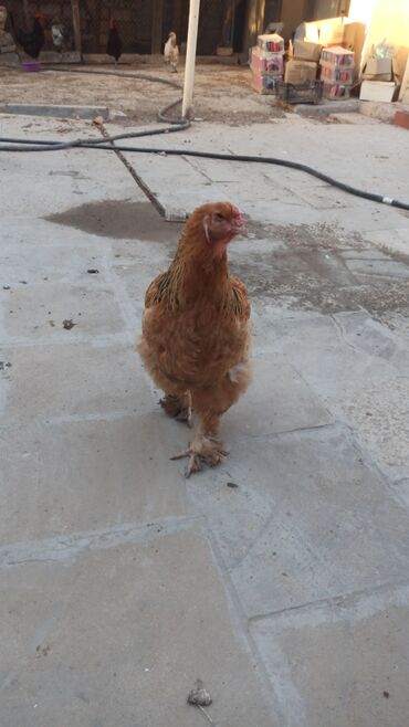 Digər quşlar: Mayali brama yumurtasi.unvan Yeni ramani
catdrilma neftciler — 7