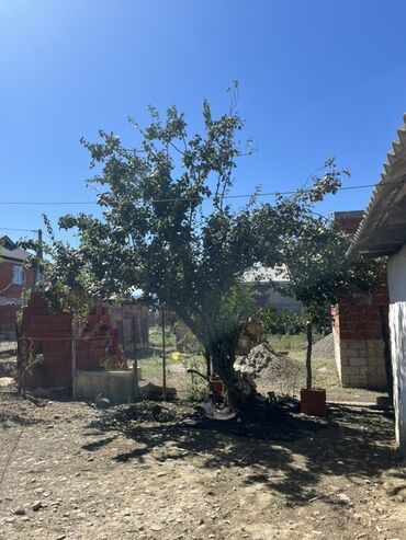 Torpaq sahələrinin satışı: 4 sot, Tikinti, Mülkiyyətçi, Kupça (Çıxarış), Texniki pasport -da lalafo.az — 4 Torpaq sahələrinin satışı: 4 sot, Tikinti, Mülkiyyətçi, Kupça (Çıxarış), Texniki pasport — 4