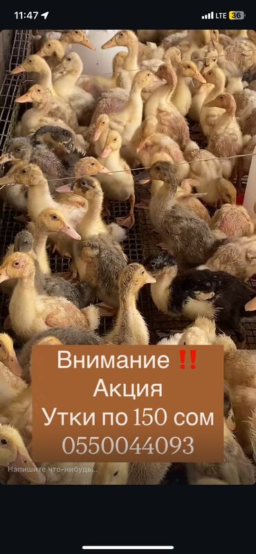 лошадь купить цена: Бройлерная утка 
3 недельная