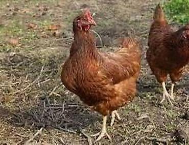 простые птички: Продаю | Куры | Несушки — 1