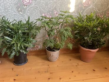 Otaq bitkiləri: Her nov guler var endirimnen verecem Gencedi istiyen yazsin satiş — 75