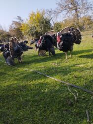 Коровы, быки: Самец, Для мяса