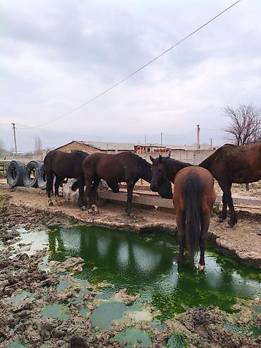 Лошади, кони: Продаю | Конь (самец), Жеребец, Жеребенок — 7