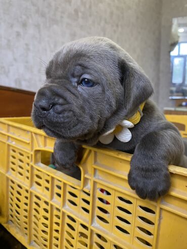 İtlər: Kane-Korso, 2 ay, Erkek, Sənədli, Pulsuz çatdırılma, Ödənişli çatdırılma — 9