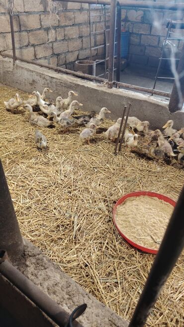 Ördəklər: Səsli Pekin ördək balaları və lal ördək balaları 1 ay, 40, 60, ve 80 -da lalafo.az — 9 Ördəklər: Səsli Pekin ördək balaları və lal ördək balaları 1 ay, 40, 60, ve 80 — 9