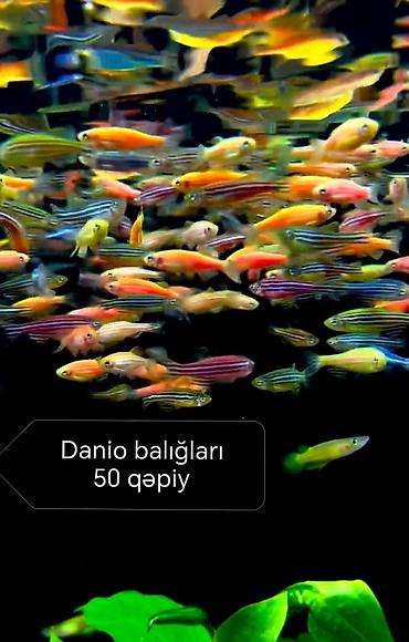 qax heyvan: Danio, Sülhsevər, Ünvandan götürmə, Pulsuz çatdırılma, Ödənişli çatdırılma — 1