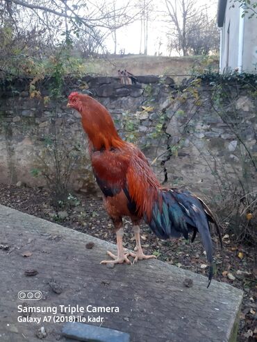 Xoruzlar: Salam Heyratı beçə 80 Heyratı sarıfete Fotoşəkillər Samsung Galaxy A7 — 6