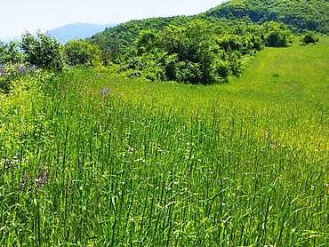 bilgəh torpaq satışı: 524 sot, Biznes üçün, Barter mümkündür, Kupça (Çıxarış) — 6