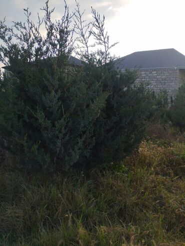 Şitillər: Satılır: iynəyarpaq şam ağacları (fidanlar) - Növ: Şam (Pinus) – — 17