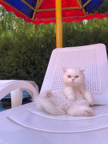 купить шотландского котенка в Азербайджан | Коты: Кот метис, смешанный с шотландцем и персом, c необыкновенной породой и