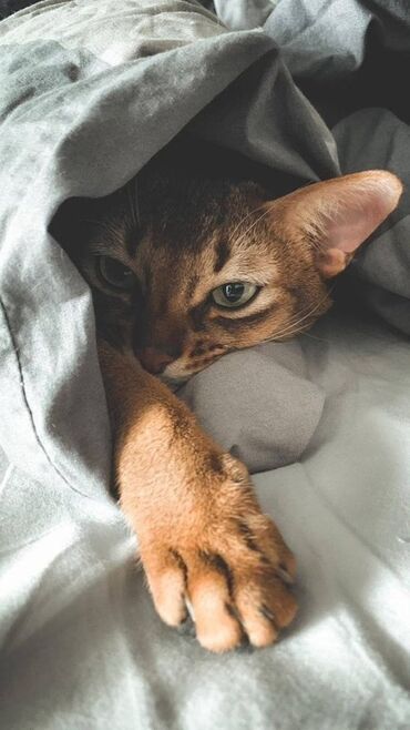 показы 1 354 72 договорная кошка даром британская короткошёрстная 1 год мальчик метис 2 позвонить написать: Абиссин, 1 жаш, Эркек, Документтери менен, Эмделген, Лотокко барууга үйрөтүлгөн