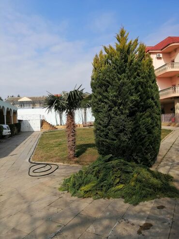 Bağbanlar: Bağban, 43 il, 5 ildən artıq təcrübə — 14