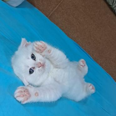 Pişiklər: Şinşilla, Dişi -da lalafo.az — 2 Pişiklər: Şinşilla, Dişi — 2