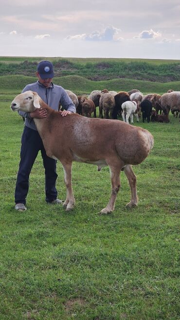 рамановские овцы: Продаю | Баран (самец) | Арашан | Для разведения | Племенные