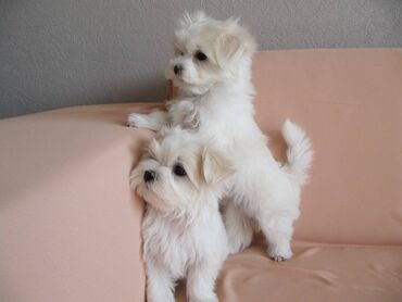 Psi: , Von House Petronijevic Ub, odgajivačnica FCI 5708. Maltezer mini — 4