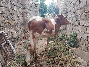 satdiq itler: 8 aylıq dişi dana satılır bordağa bağlamaqa yarıyır heç bir problemi — 2