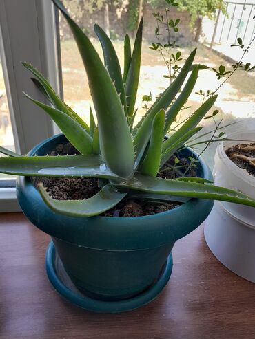 Tinglər: Aloe gulu