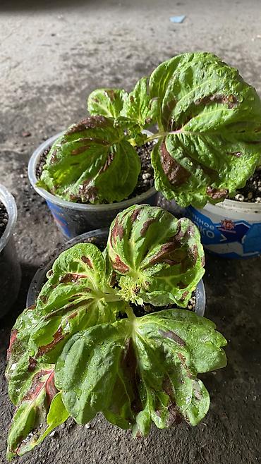 Бөлмө өсүмдүктөрү: Глоксиния (Sinningia speciosa) в пластиковом кашпо - Сорт с крупными — 2