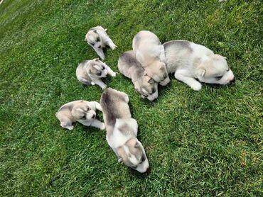 Psi: Na prodaju cistokrvni štenci Sibirskog haskija. Štenci se mogu