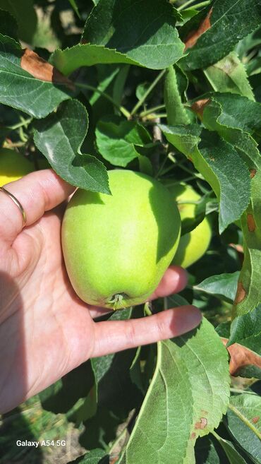 içməli su: Alma bağı satılır. 1hektar golden palmet bağı. Yola və su kanalına