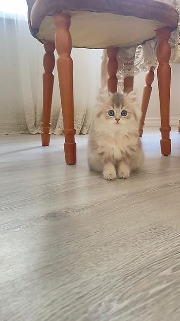 Pişiklər: Britan, Erkək, Dişi — 14