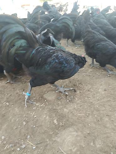 kənd toyuq: 4 ayliq Avstrolop xoruzlari satilir.Heyvanlar goz qabagindadi say — 6